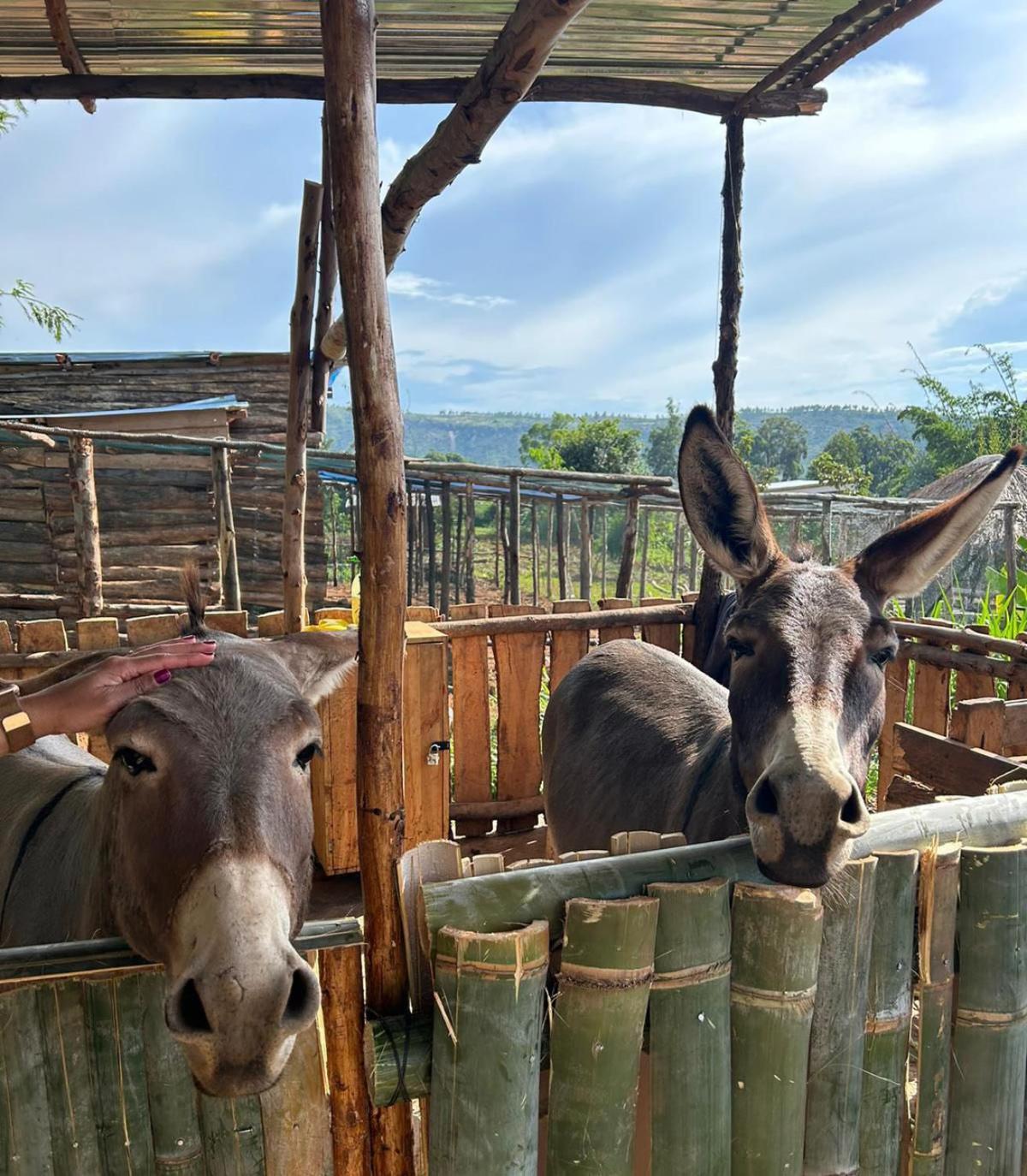 Rutete Eco Lodge Rwinkwavu Ngoại thất bức ảnh